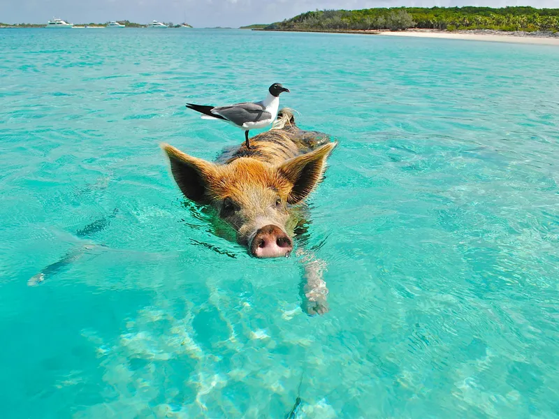 Ocean Cay