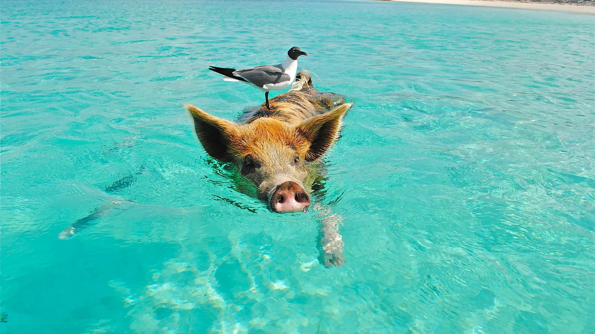 Ocean Cay