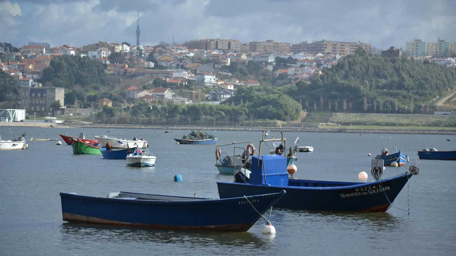 Pinhão