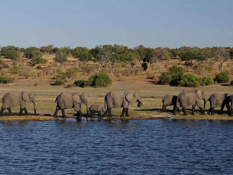 Chobe – Afrikas Wildnis