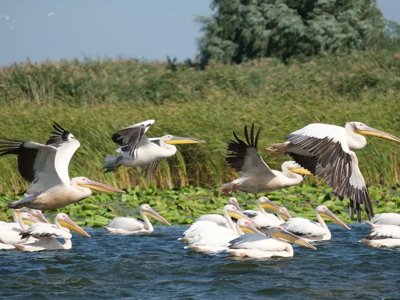 Donaudelta