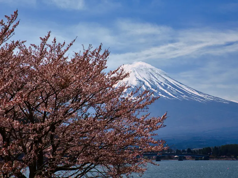 Japan zur Kirschblüte