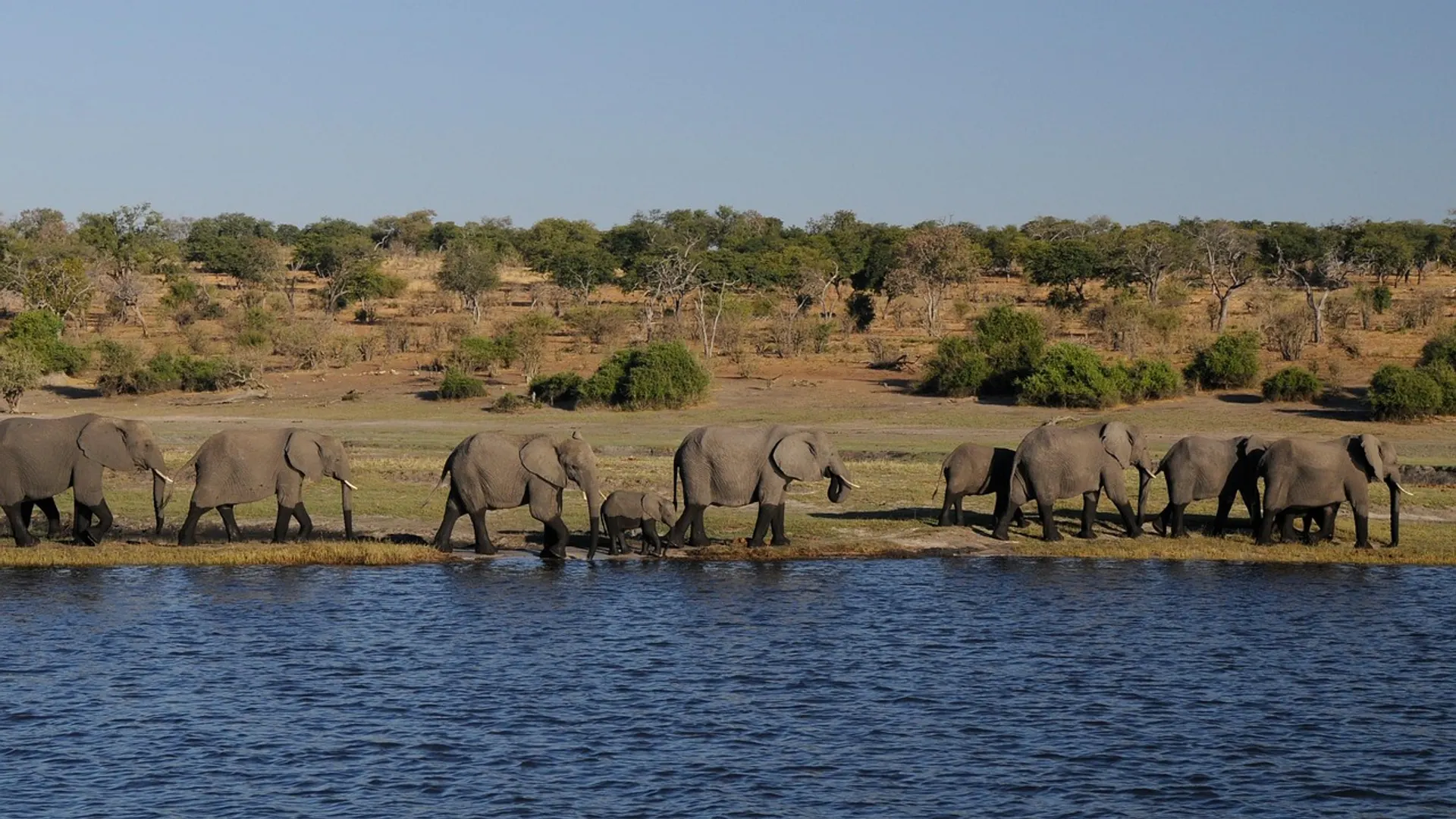 Chobe – Afrikas Wildnis