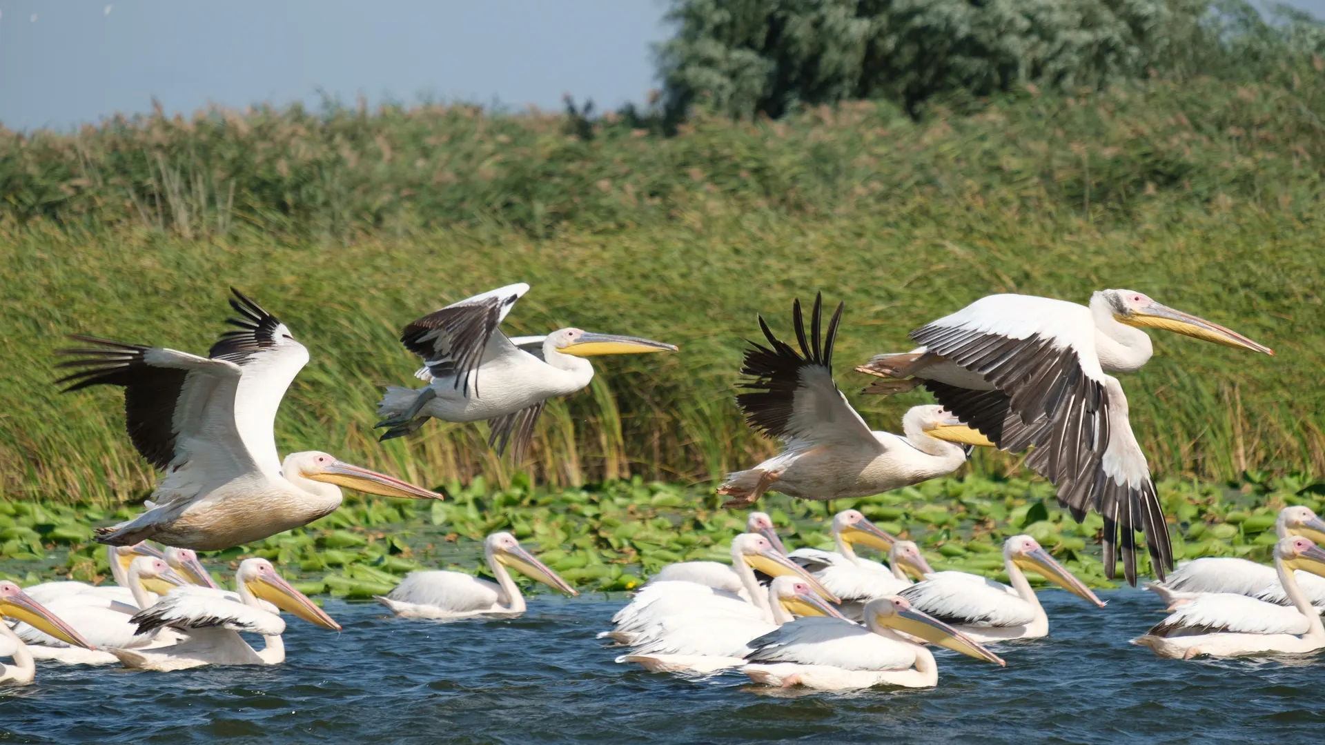 Donaudelta