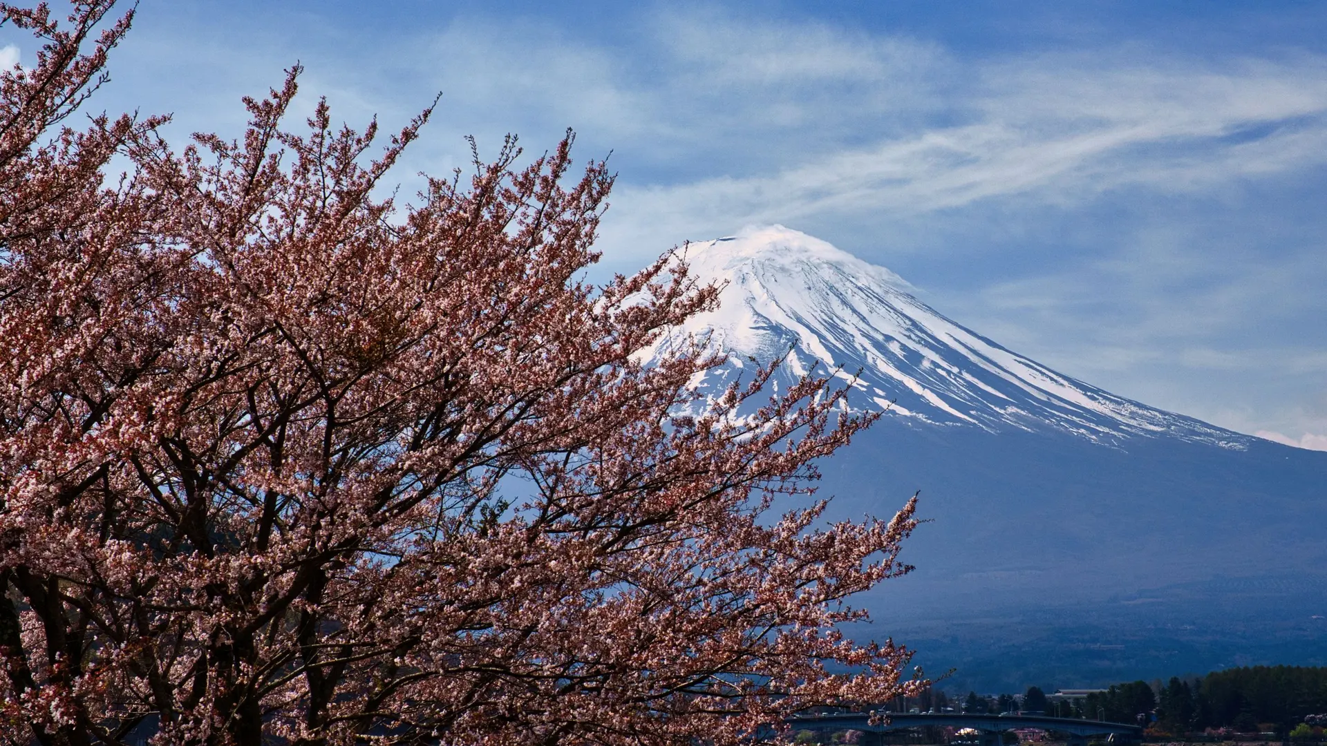 Japan zur Kirschblüte