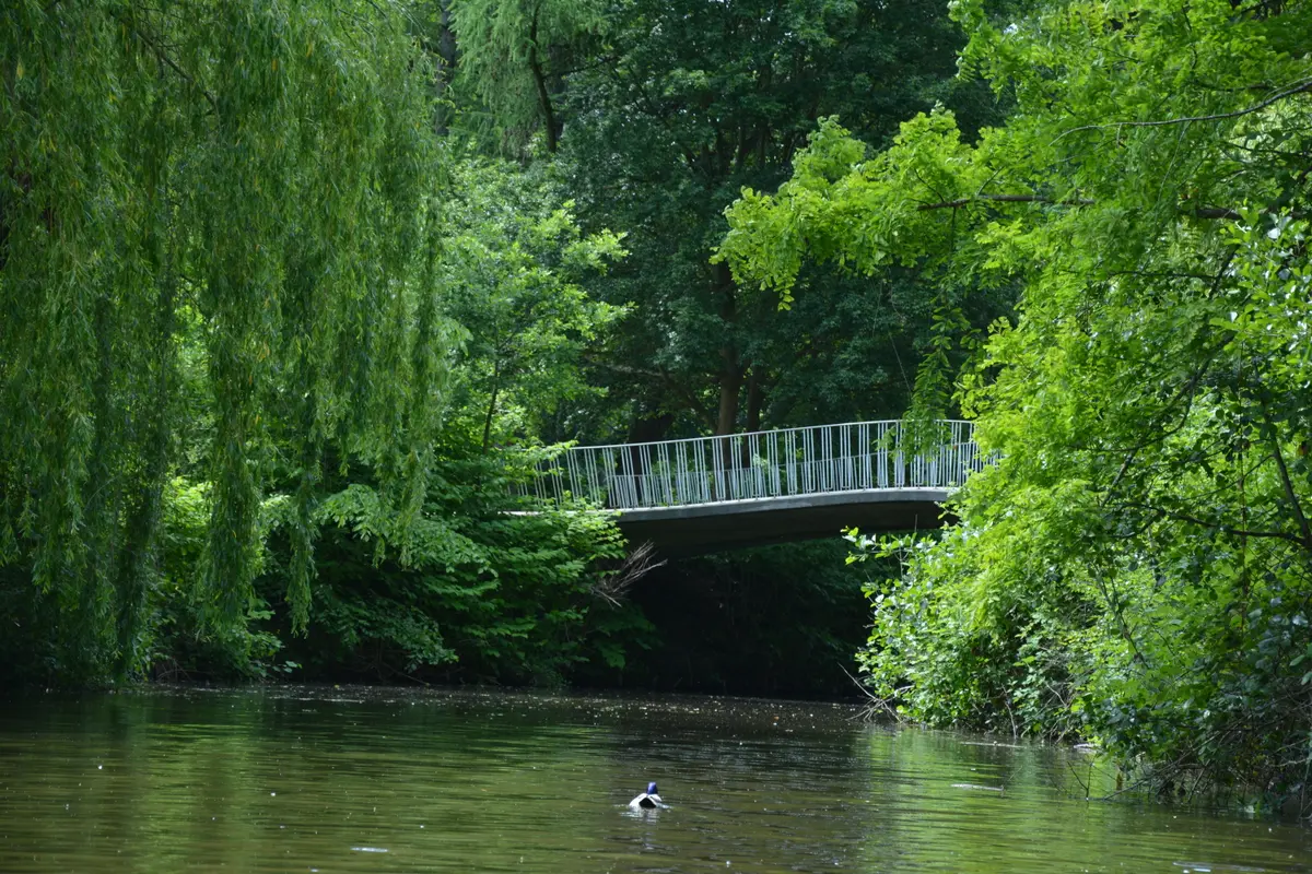 Eine Fußgängerbrücke führt über einen idyllischen Teich im grünen Bürgerpark in Bremerhaven, im Wasser schwimmt eine Ente.