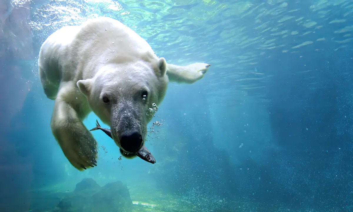 Ein schwimmender Eisbär unter Wasser mit einem gefangenen Fisch im Maul im Zoo am Meer Bremerhaven.