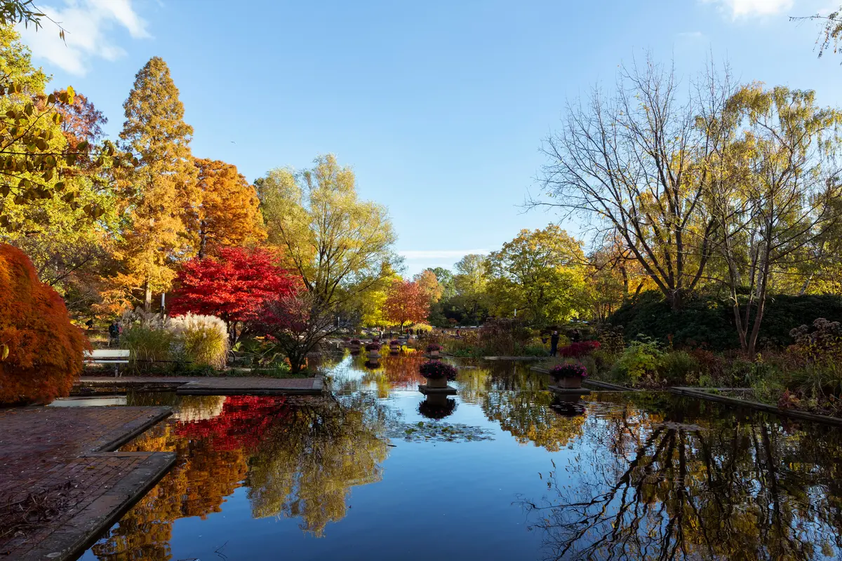 Ein ruhiger Teich im Park Planten un Blomen in Hamburg spiegelt das farbenfrohe Herbstlaub der umgebenden Bäume unter blauem Himmel.