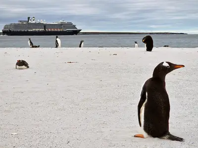 Pinguine stehen am weißen Sandstrand der Falklandinseln, im Hintergrund liegt die Oosterdam auf dem Meer.