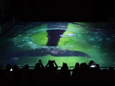 Gäste der Symphony of the Seas erleben eine Bodenprojektion: Eine Walflosse in einer grünen Unterwasserwelt. Viele Zuschauer filmen die Szene mit ihren Smartphones.