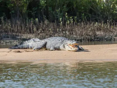 Ein großes Salzwasserkrokodil mit geöffnetem Maul am Flussufer während einer Expedition mit der Seabourn Quest.