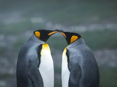 Zwei Königspinguine berühren sich zärtlich mit den Schnäbeln während einer Antarktis-Expedition der Seabourn Quest.