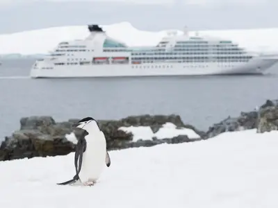 Ein Zügelpinguin steht im Schnee auf Half Moon Island, im unscharfen Hintergrund liegt die Seabourn Quest.