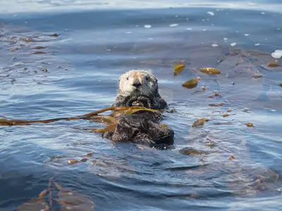 Nahaufnahme eines Seeotters, der im Wasser inmitten von Algen treibt, fotografiert bei einer Expedition der Seabourn Sojourn in Alaska.