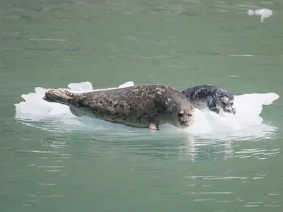 Zwei Seehunde liegen auf einer kleinen Eisscholle im grünen Wasser in Alaska, fotografiert von der Seabourn Sojourn.