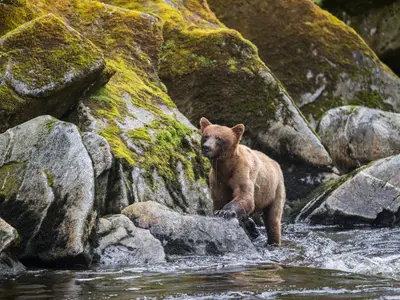 Ein junger Braunbär steht auf moosigen Felsen im Fluss während einer Expedition der Seabourn Sojourn in Alaska.
