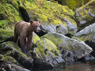 Ein brauner Bär steht auf moosbedeckten Steinen am Flussufer während einer Seabourn Sojourn Kreuzfahrt in Alaska.