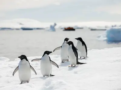 Fünf Adeliepinguine laufen auf dem Schnee in der Antarktis während einer Expedition der Seabourn Venture.