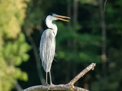 Ein majestätischer Cocoi-Reiher mit geöffnetem Schnabel auf einem Ast, fotografiert auf einer Reise mit der Seabourn Venture.
