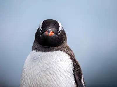 Nahaufnahme eines neugierigen Pinguins vor hellem Hintergrund während einer Expeditionskreuzfahrt mit der Seabourn Venture.