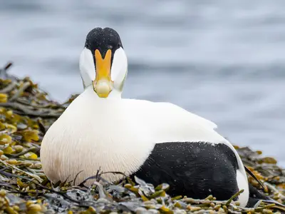 Nahaufnahme einer Eiderente in Island, aufgenommen während eines Landausflugs mit der Seabourn Venture.