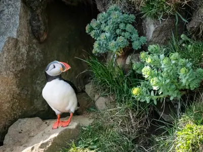 Ein farbenfroher Papageitaucher auf einem grasbewachsenen Felsen während einer Klippen-Expedition mit der Seabourn Venture.
