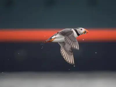 Ein Papageitaucher fliegt im Profil vor der dunklen Rumpfwand mit rotem Streifen der Seabourn Venture.