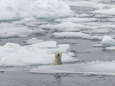 Ein Eisbär blickt aus dem eisigen Wasser zwischen Schollen im Arktischen Ozean, beobachtet von der Seabourn Venture.