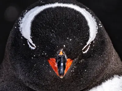 Eine detailreiche Nahaufnahme eines Pinguinkopfs im Schnee während einer Expedition mit der Seabourn Venture.