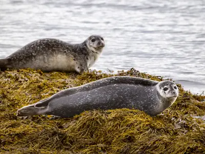 Zwei gepunktete Seehunde ruhen auf einer Schicht gelber Algen am Wasser während einer Expedition mit der Seabourn Venture.