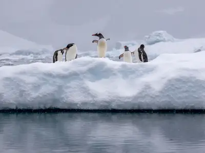 Fünf Gentoo-Pinguine stehen auf einer Eisscholle in der Antarktis während einer Expedition mit der Seabourn Venture.
