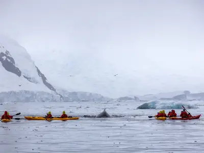 Gäste der Seabourn Venture beobachten im Kajak einen Wal in der eisigen Landschaft der Antarktis.