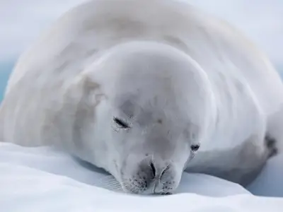 Nahaufnahme einer schlafenden Robbe auf dem weißen Eis der Antarktis während einer Reise mit der Seabourn Venture.