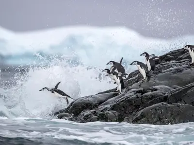 Eine Gruppe von Zügelpinguinen springt während einer Expedition mit der Seabourn Venture von nassen Felsen ins eisige Meer.